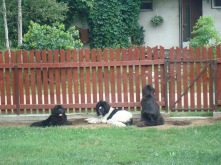 Britta, Dessa and Clipper in the cooling holes in summer