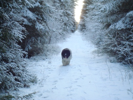 Clipper having a snowy walk
